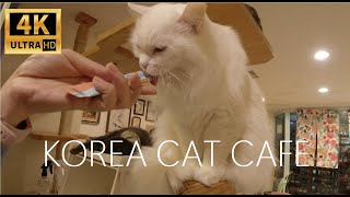 Cat Cafe in Myeongdong Korea!! Waking cats up by treats!!!