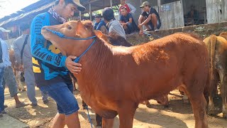 12500‼️ LUMUSIN SUPERR HARGA EKONOMIS || Full Sapi Pedetan Harga murah || Pasar Jatirogo