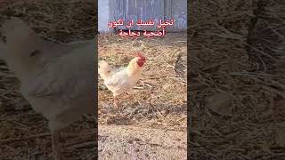 تخيل نفسك  ان تكون أضحية العيد دجاجة