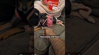 Teasing small dog with food. #greedy #dog  #chiuahua #mix #minipinscher #shorts #shortsvideo