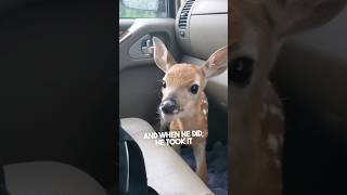 This man rescue baby deer ❤️