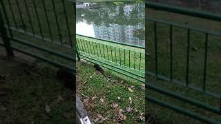 Wild monitor lizard, Varanus Salvator, Nyambek, Komodo Dragon cousin in Singapore YouTube shorts