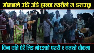 Morang Pathari 2 Rat Snake Rescue Dev Rai || गोमन सर्पले उडी उडी हान्छ भनेर हसाँर मारे