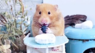 Cute hamster sits in baby chair and eats a blueberry 😍