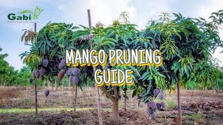 Mango Pruning Guide