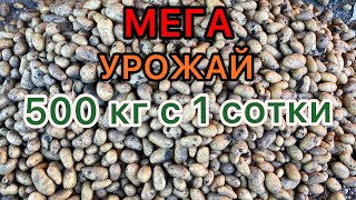 МЕГА УРОЖАЙ КАРТОФЕЛЯ