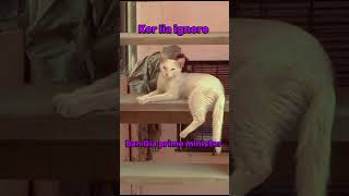 cat funny moments ²⁰²4