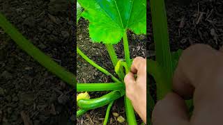 How to Grow & Prune Zucchini at Home to Produce More Female Flowers for Maximum Yield | Grow Squash