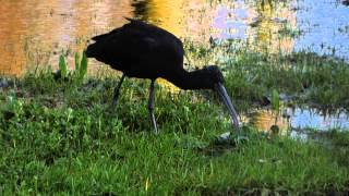 Glossy Ibis Feeding In  Frensham Village