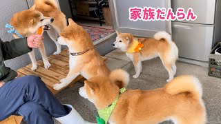 柴犬６匹多頭飼いの朝ののんびりタイムが可愛くて癒されます♪