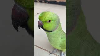 Cute Mubee #parrotspeak #parrot #talkingparrot #birds #parrothub #parrottalking #petbird #shorts