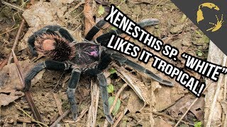 Xenesthis White Tarantula species found in Colombia!