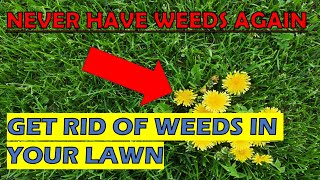 How To Kill Weeds In St. Augustine Grass | Have A WEED-FREE Lawn