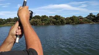 Clear Lake catfish