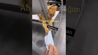 Koronadan korunmaya çalışan kedi #short