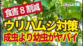 ウリハムシ対策。ウリハムシ駆除は成虫より幼虫時代の魔の30日の幼虫駆除こそが重要です。7/26