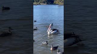 Centennial park lake - birds in down under.