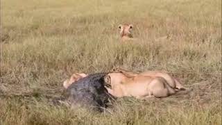 Lions hunt crocodile