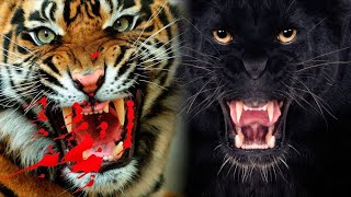 Top 10 Powerful Wild Cats - The Ultimate Guide