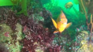 8-13-16 South Coast Divers at Heisler Park 1