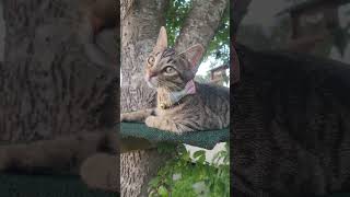 this cat has been stuck in this tree #cats #tiktok #shortsvideo