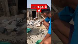 🕊️लाल कबूतर है subscribe #kabutar #trending #shorts #ytshorts #video #pigeon