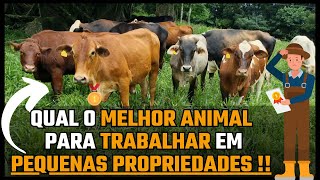 QUAL O MELHOR ANIMAL PARA TRABALHAR EM PEQUENAS PROPRIEDADES !!