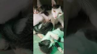 Mother's love ❤️ #cat #kittty #cutecat #cutepet #catty #catlover #shortsvideo