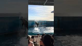 江ノ島水族館でイルカショーにイルカはジャンプするの集合 dolphin jumping skills set