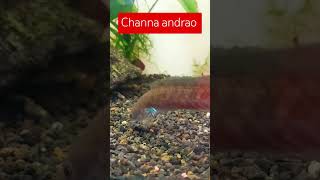 Channa andrao #channa #aquariumhobby #channaandrao #acuariofilia #acuarismo