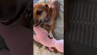 Jerry’s weekly sacrifice 😭💀. #funny #funnydog #rescuedog #cute #viralshort #mustwatch