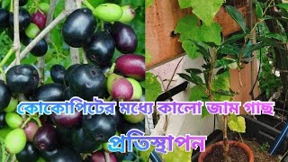 বর্ষাকালেও নিশ্চিন্তে কোকোপিটের মধ্যে ফল/কালো জাম গাছ বসান এই পদ্ধতি মেনে।একটা গাছও মোরবেনা ।