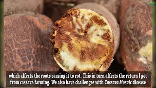 Cassava Virus: Farmers Appeal for Intervention Amid Crop Loss Occasioned by Cassava Diseases