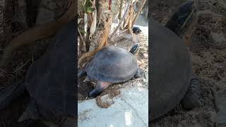 Kusu Island - 15 October 2024 - Malayan ShoeBox Tortoise digs a hole to lay its eggs.