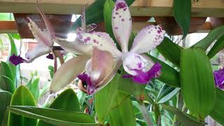 Цветение Орхидеи Катллееи , CATTLEYA ( PITTIAE X ACLANDIAE ) X SOPHIA  MARTIN