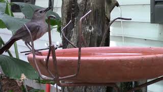 GRAY CATBIRD IN BIRDBATH