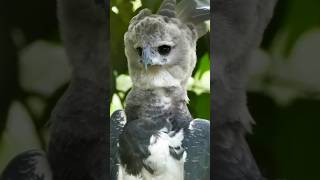 Harpy Eagle: Dinosaur Descendant? 🦅#shorts #birds #dinosaur #wildlife #evolution