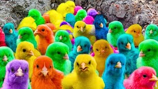 Colorful Chickens, World Cute Chickens,  Rainbows Chickens, Cute Ducks, Cat, Tangkap Ayam Lucu