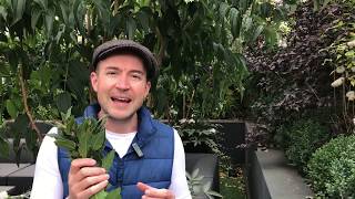 Pruning bay trees with Lee Bestall