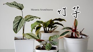 竹芋，如詩畫般繽紛美麗 Maranta arundinacea, a colorful and poetic foliage plant/pray plant 🌿觀葉植物小筆記