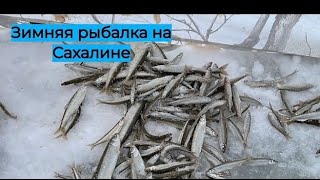 Зимняя рыбалка / клюет малоротая корюшка и чека #рыбалка #сахалин #спиннинг #туризм