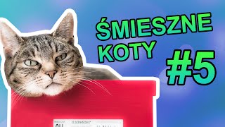 Śmieszne koty #5