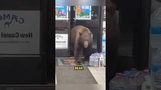 This bear didn't stop visiting him until they became friends ❤️ #shorts