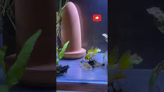 german blue ram | How to care for German Blue Ram Cichlids | bolivian ram | ram cichlids #shorts #4k