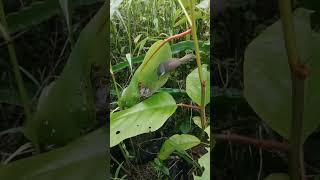 leaf and nest l. Birds in nest. #birds #animals #nature #wildlife #shortsvideo #shorts #birdsbeauty