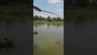 mancing seru,strike bertubi tubi. #shorts#