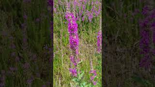 La Salicaire, Plante Anti Diarrhée - Purple Loosestrife, Anti-Diarrhea Plant