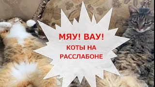 СМЕШНЫЕ КОТЫ прикалываются и чудят. Я на расслабоне. МЯУ! ВАУ!