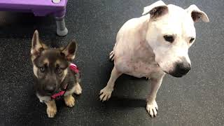 Mila GSD + Fozie at Puppy Preschool