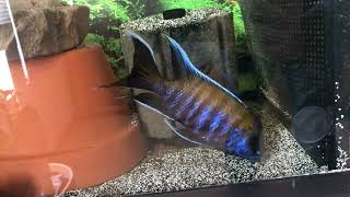 The beautiful and rare F1 Aulonocara jacobfreibergi Walteri peacock